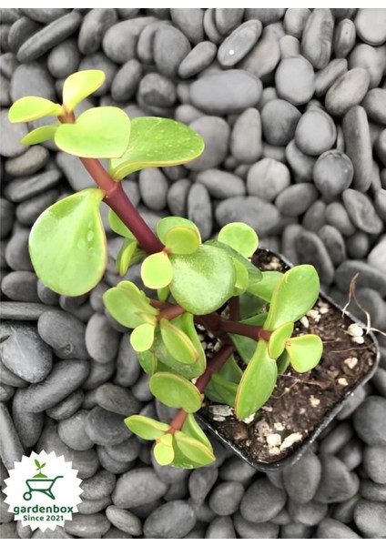 Yeşim Para Çiçeği 1 Adet Dekoratif Canlı Bitki 10-15CM