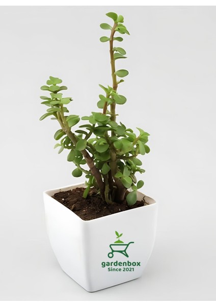 Yeşim Para Çiçeği 2 Adet Dekoratif Canlı Bitki 10-15CM(CRASSULA) modelleri