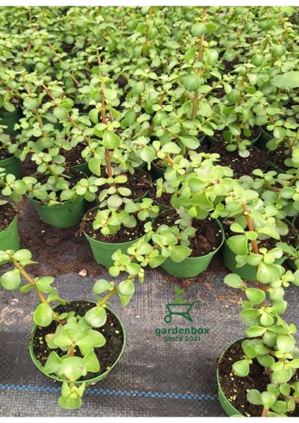 Masa Ofis Çiçeği 1 Adet Saksılı Yeşim Çiçeği 10-15CM(CRASSULA)