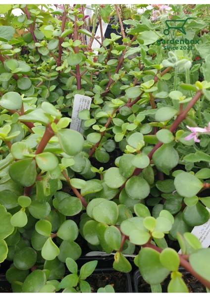 Yeşim Para Çiçeği 2 Adet Dekoratif Canlı Bitki 10-15CM (Crassula) modelleri