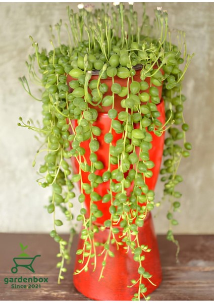 Dekoratif Tespih Çiçeği 1 Adet Saksılı 20-30CM Salon Teras Çiçeği