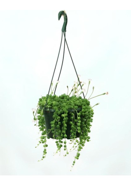 Dekoratif Tespih Çiçeği 1 Adet Saksılı 20-30CM Salon Teras Çiçeği fiyatları