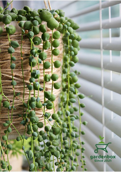 Tespih Çiçeği Makrome Saksılı 1 Adet 20-30CM Salon Çiçeği Bitkisi