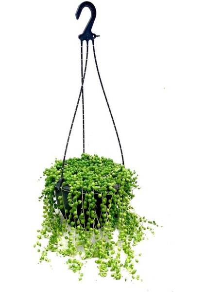 Tespih Çiçeği Makrome Saksılı 1 Adet 20-30CM Salon Çiçeği Bitkisi fiyatları