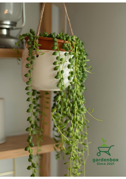 Inci Tanesi Tespih Çiçeği Makrome Saksılı 20-30CM (Senecio Rowleyanus)