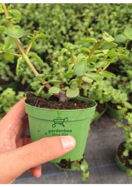 Masa Ofis Çiçeği 1 Adet Saksılı Yeşim Çiçeği 10-15CM(CRASSULA) fiyatları