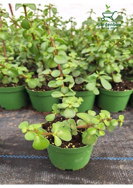 Masa Ofis Çiçeği 1 Adet Saksılı Yeşim Çiçeği 10-15CM(CRASSULA) modelleri