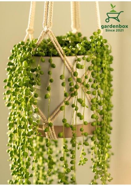 Tespih Çiçeği Makrome Saksılı 20-30CM Salon Bitkisi