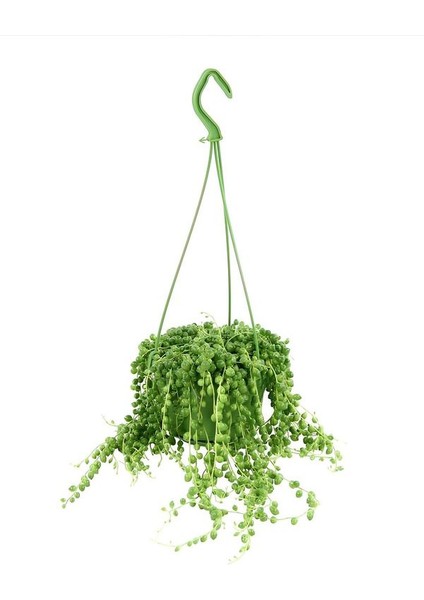 Tespih Çiçeği Makrome Saksılı 20-30CM Salon Bitkisi modelleri