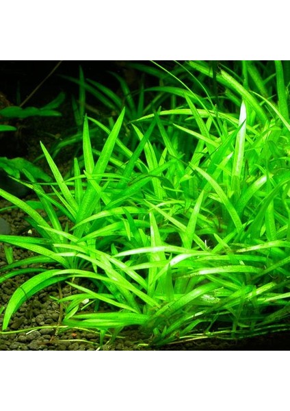 Echinodorus Bolivianus Saksı Canlı Bitki