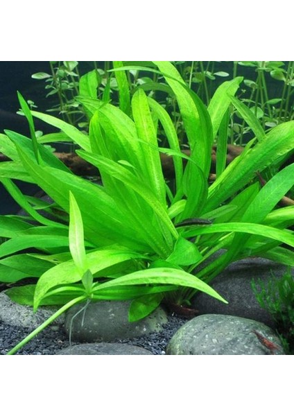 Echinodorus Bolivianus Saksı Canlı Bitki fiyatları