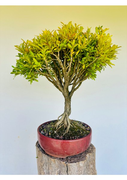Buxus Harlandii Bonsai