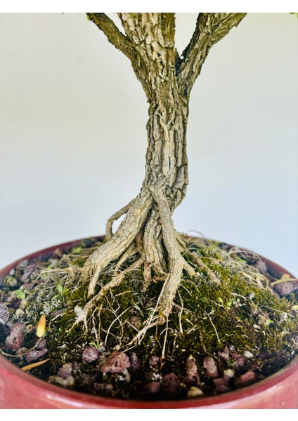 Buxus Harlandii Bonsai fiyatları