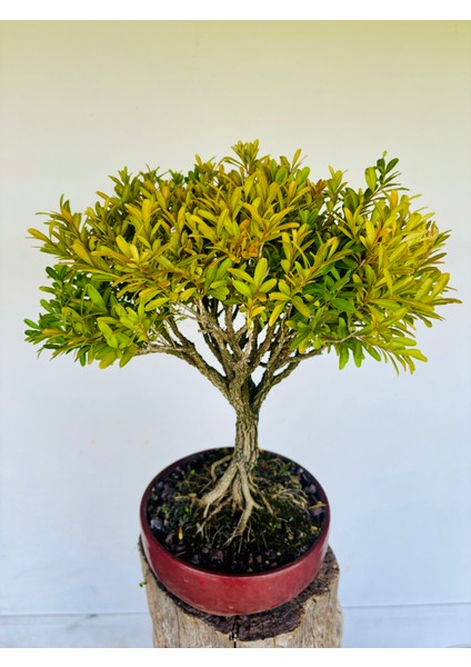 Buxus Harlandii Bonsai modelleri