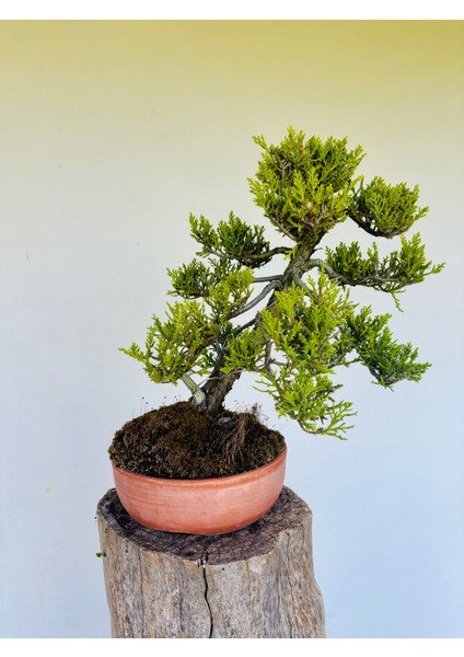 Ardıç Bonsai