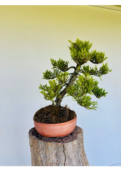 Ardıç Bonsai