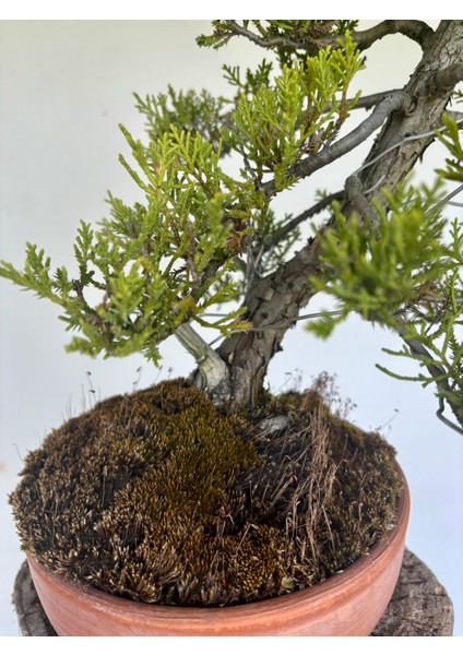 Ardıç Bonsai