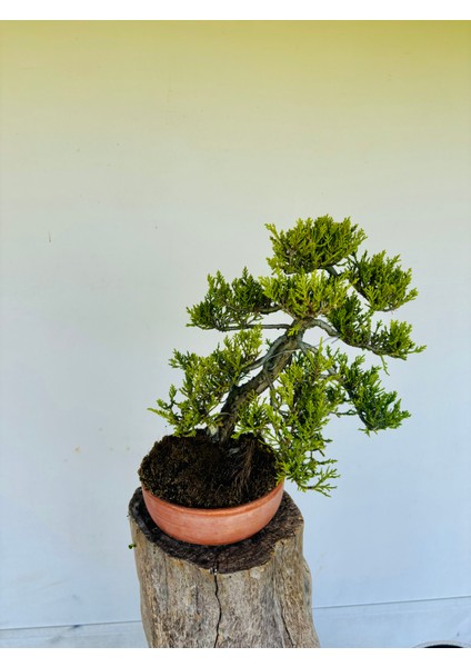 Ardıç Bonsai