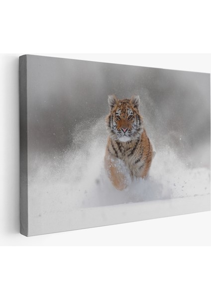 Karda Koşan Yavru Kaplan Dekoratif Kanvas Tablo 1135