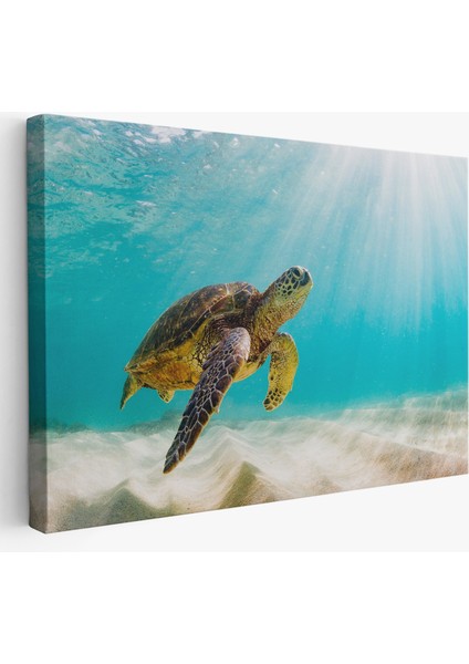 Caretta Caretta Dekoratif Kanvas Tablo 1174