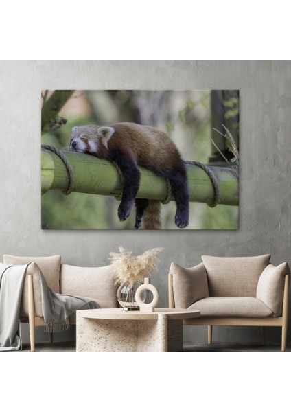 Kırmızı Panda Dekoratif Kanvas Tablo 1140