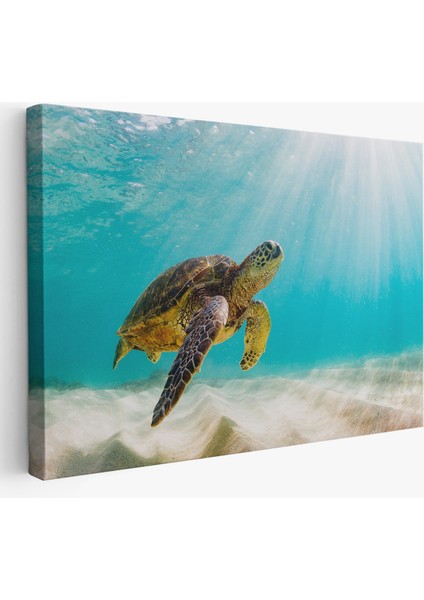 Deniz Kaplunbağası Dekoratif Kanvas Duvar TABLOSU-3662