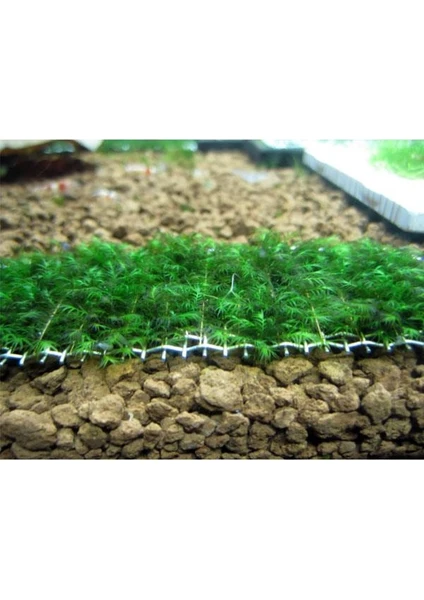 Atakan Petshop Fissidens Sp Fox Moss Tele Sarılı 5x5 Yeni Sarım Canlı Bitki