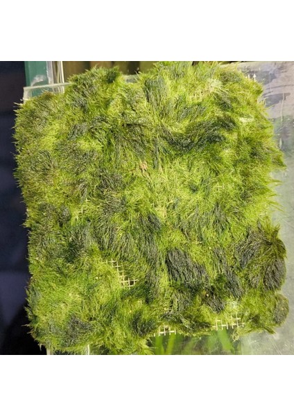 Atakan Petshop Marimo Moss Carpet 10X10 Canlı Bitki