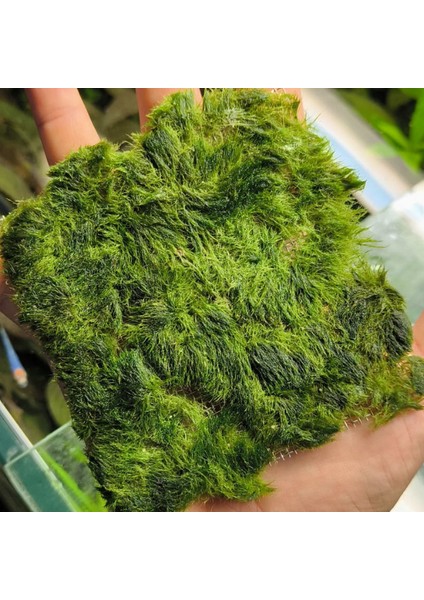 Atakan Petshop Marimo Moss Carpet 10X10 Canlı Bitki