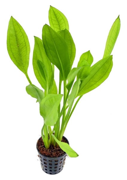Echinodorus Bleheri Saksı Canlı Bitki