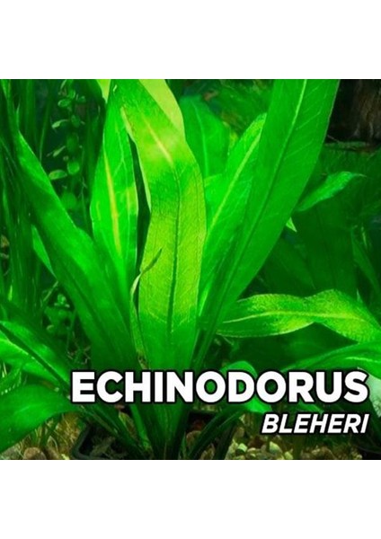 Echinodorus Bleheri Saksı Canlı Bitki fiyatları