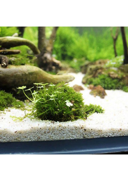 1 Adet Tarzı M Beden Sucul Pet Malzemeleri Süslemeleri Akvaryum Marimo Moss Ball Canlı Bitkiler Java Karidesleri Için Filtre Balık Tankı Sıcak Pet Ürünleri (Yurt Dışından) indirimleri