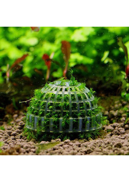 Gösterilen Stil Gibi 1 Adet Canlı Bitkiler Tutucu Balık Tankı Medya Yosun Topu Filtre Akvaryum Moss Ağacı Filtresi Sucul Hayvanlar Mineral Topları Akvaryum Dekorasyonu (Yurt Dışından) fırsatları