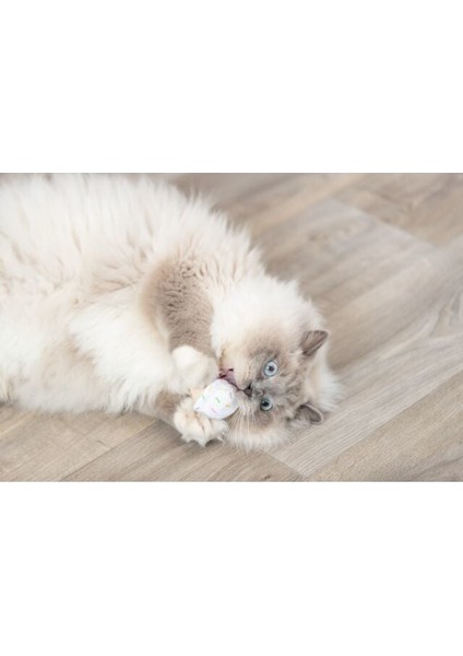 Kedi Oyuncağı, Dondurma ve Kek Şeklinde, Peluş, Kediotlu 7cm
