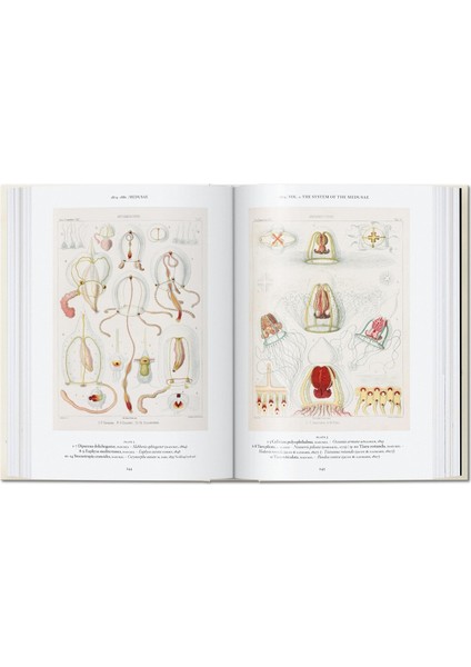 The Art And Science Of Ernst Haeckel. 40TH Anniversary Edition - Rainer Willmann