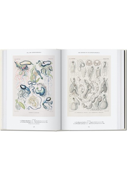 The Art And Science Of Ernst Haeckel. 40TH Anniversary Edition - Rainer Willmann