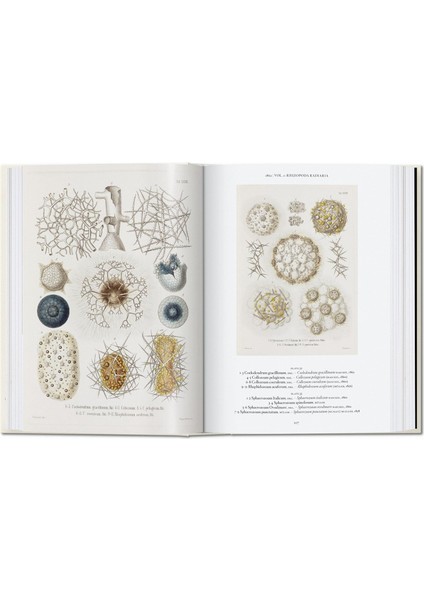 The Art And Science Of Ernst Haeckel. 40TH Anniversary Edition - Rainer Willmann