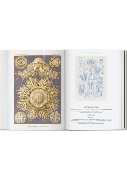 The Art And Science Of Ernst Haeckel. 40TH Anniversary Edition - Rainer Willmann