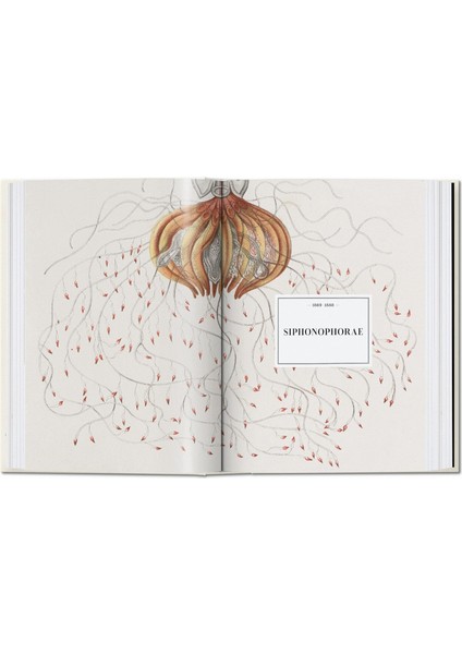 The Art And Science Of Ernst Haeckel. 40TH Anniversary Edition - Rainer Willmann