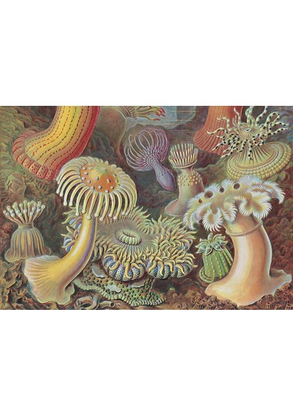The Art And Science Of Ernst Haeckel. 40TH Anniversary Edition - Rainer Willmann