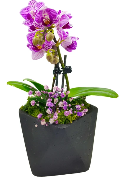 Çiçek Seli Turquoise Blue Phalaenopsis Orkide Siyah Geometrik Saksıda Cipsolu Orkide Çiçeği Hediye Canlı Bitki