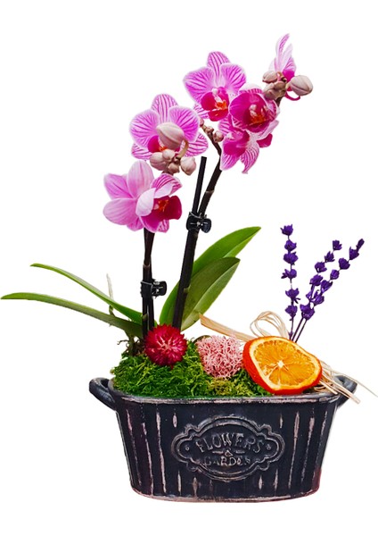 Vintage Flowers Phalaenopsis Orkide &flowers Kayık Beton Saksıda Mini Mor Orkide Çiçeği Hediye Canlı