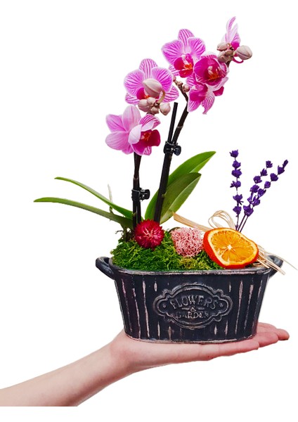 Vintage Flowers Phalaenopsis Orkide &flowers Kayık Beton Saksıda Mini Mor Orkide Çiçeği Hediye Canlı fiyatları