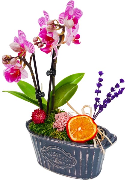 Vintage Flowers Phalaenopsis Orkide &flowers Kayık Beton Saksıda Mini Mor Orkide Çiçeği Hediye Canlı modelleri