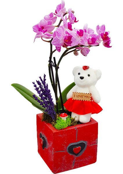 Teddy Phalaenopsis & Siyah Kalpli Kırmızı Beton Saksıda Ayıcık Orkide Çiçeği Sevgiliye Hediye Bitki