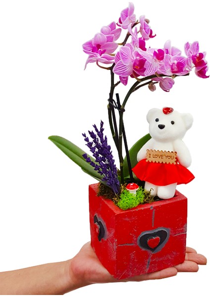 Teddy Phalaenopsis & Siyah Kalpli Kırmızı Beton Saksıda Ayıcık Orkide Çiçeği Sevgiliye Hediye Bitki fiyatları