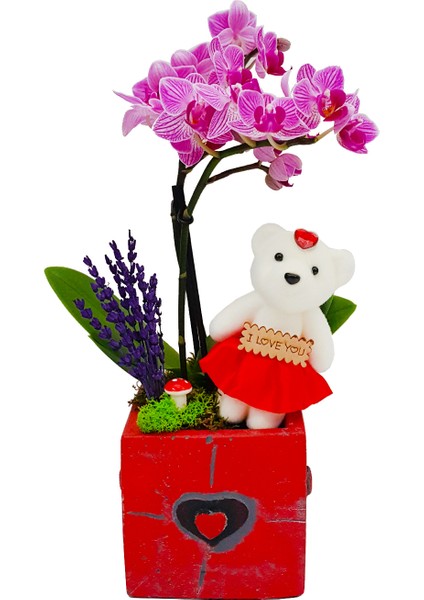 Teddy Phalaenopsis & Siyah Kalpli Kırmızı Beton Saksıda Ayıcık Orkide Çiçeği Sevgiliye Hediye Bitki modelleri