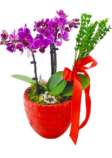 Çiçek Seli Red Heart Phalaenopsis Kırmızı Kalp Desenli Beton Saksıda Mini Mor Orkide Çiçeği Hediye Canlı Bitki