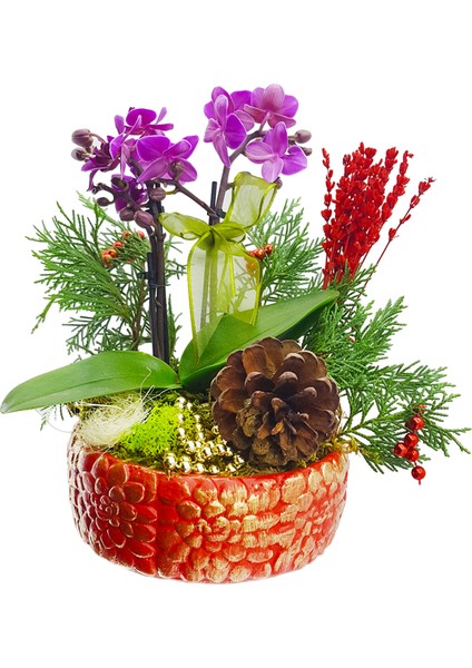 Red Gold Phalaenopsis & Kırmızı Gül Saksıda Mini Mor Orkide Çiçeği Yeni Yıl Konseptli Canlı Hediye