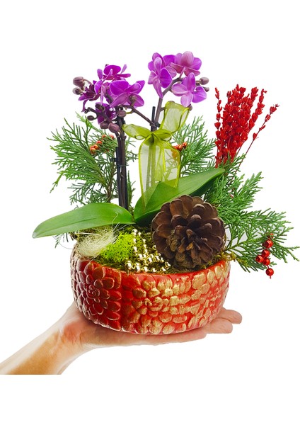 Red Gold Phalaenopsis & Kırmızı Gül Saksıda Mini Mor Orkide Çiçeği Yeni Yıl Konseptli Canlı Hediye